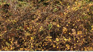hedge dead leaves 0001